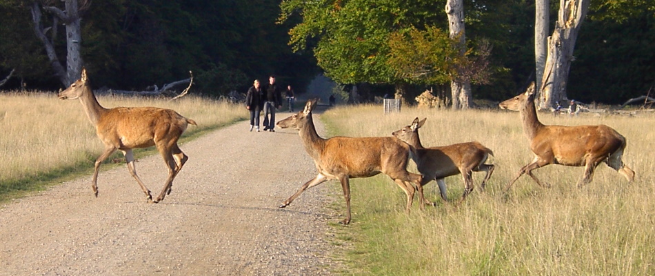 Find over 200 danske campingpladser, som har åbent i Efterårsferien