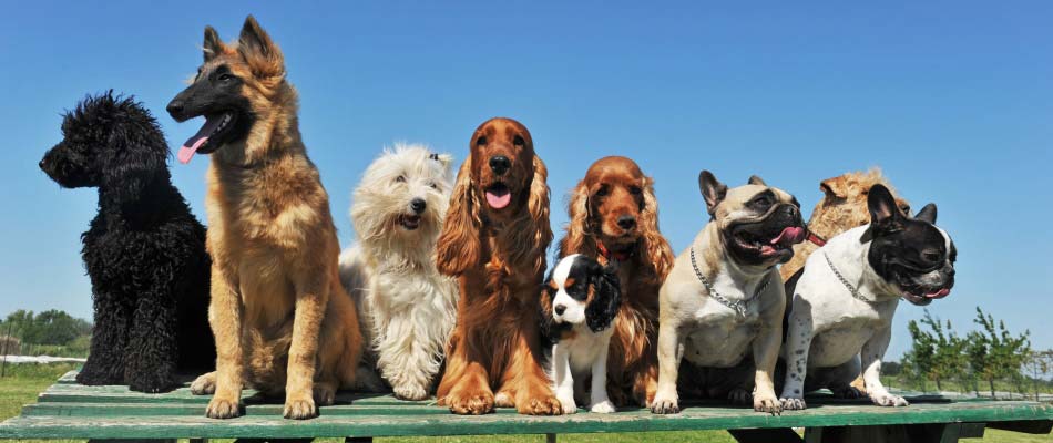 Lej campinghytter med tilladelse til kæledyr!